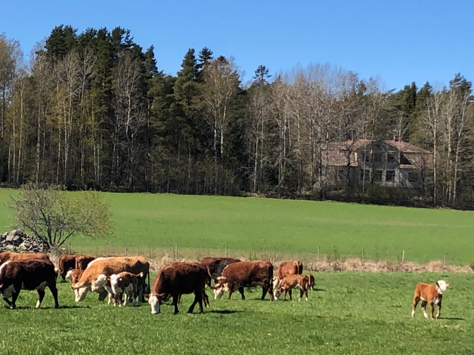 På grönbetet