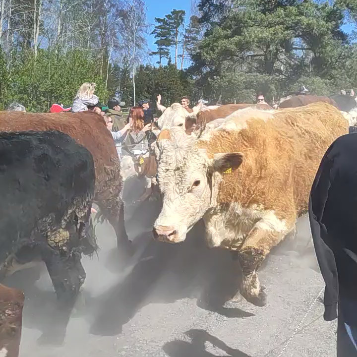 Kosläpp på Rilax gård